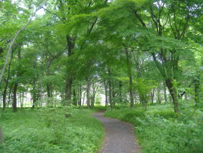 Woods of Ninomaru Garden