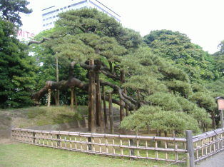 300-year Pine