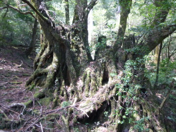 Regeneration on stump