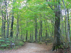 Beech woods