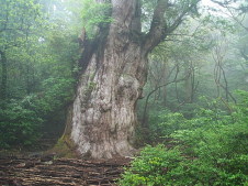 jomonsugi cedar