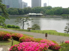 Azalea in Spring