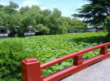 Genji pond