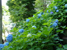 hydrangea path 2