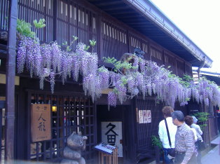 Whisteria on the street