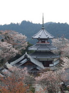 Yoshinoyama with cherry blossom